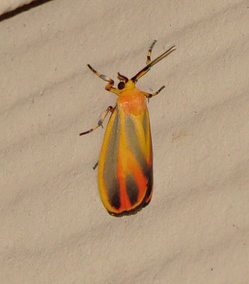 Painted Lichen Moth