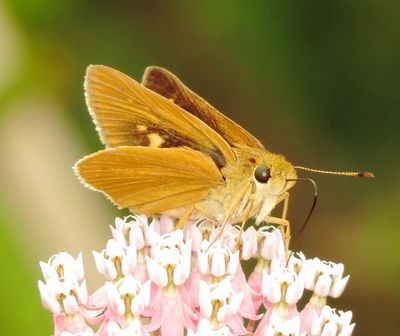 Dion Skipper