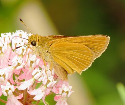 Dion Skipper