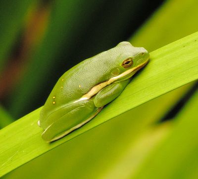 Green Tree Frog