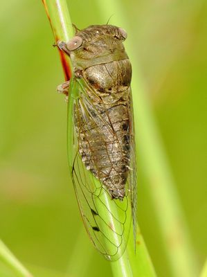 Plains Dog-Day Cicada