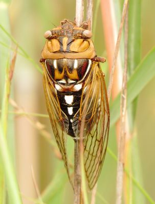 Bush Cicada
