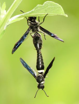 Four-Toothed Mason Wasp