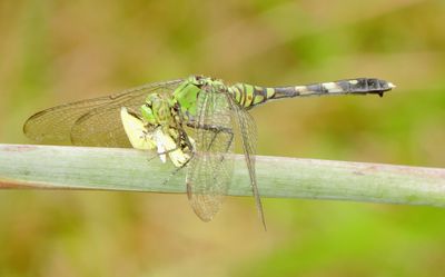 Eastern Pondhawk