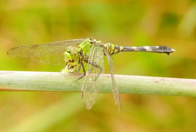 Eastern Pondhawk