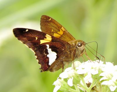 Silver-Spotted Skipper
