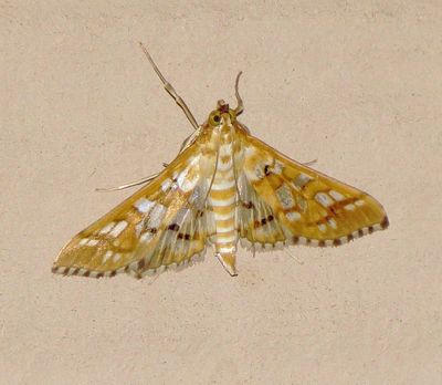 Orange Epigagis Moth