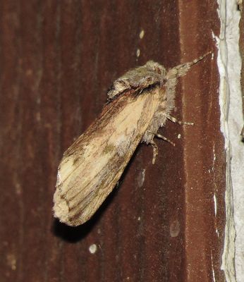 Red-Washed Prominent