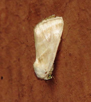 Genus Schinia