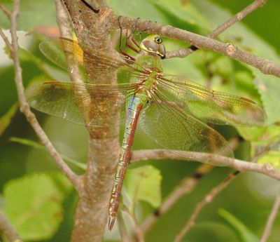 Common Green Darner