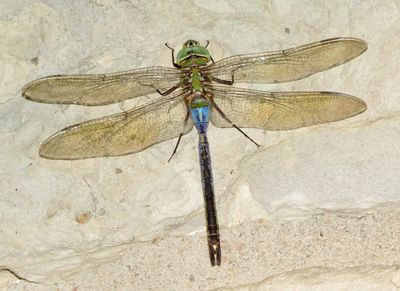 Common Green Darner