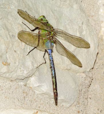 Common Green Darner