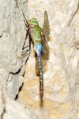 Common Green Darner