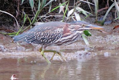 Green Heron