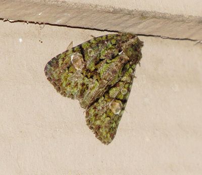 Spotted Phosphila Moth