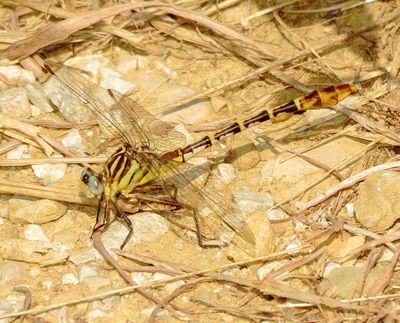 Flag-Tailed Spinyleg