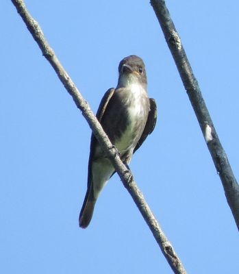 Olive-Sided Flycatcher