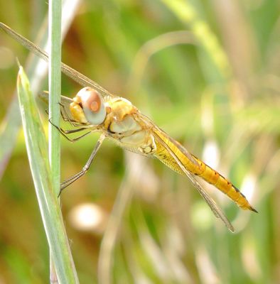 Wandering Glider