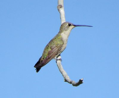 Black-Chinned Hummingbird