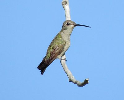 Black-Chinned Hummingbird
