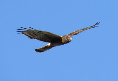 Northern Harrier