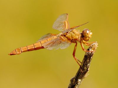 Flame Skimmer