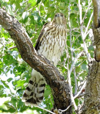 Cooper's Hawk
