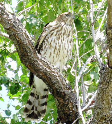 Cooper's Hawk