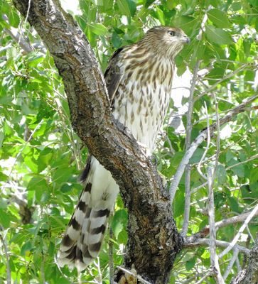 Cooper's Hawk
