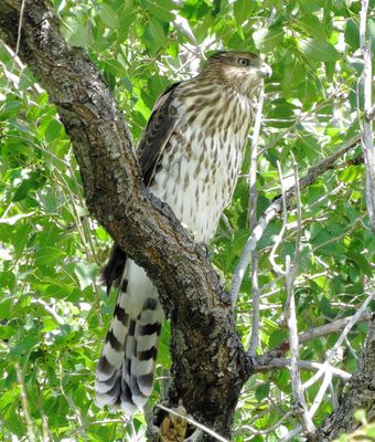 Cooper's Hawk