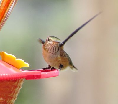 Broad-Tailed Hummingbird