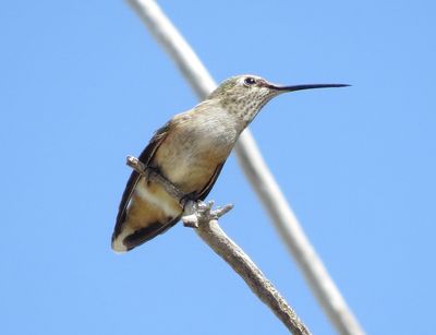 Broad-Tailed Hummingbird