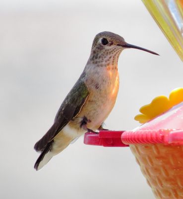 Broad-Tailed Hummingbird