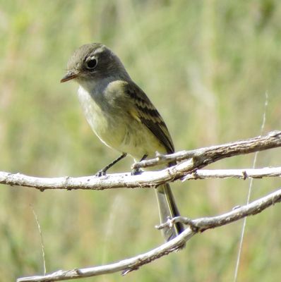 Gray Flycatcher