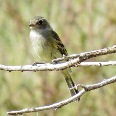 Gray Flycatcher