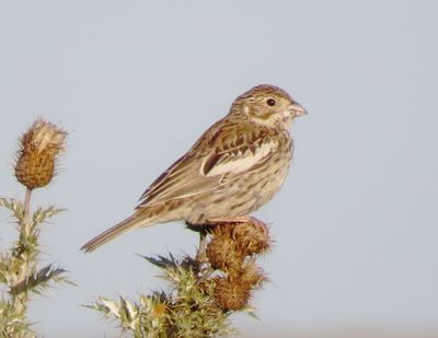 Lark Bunting