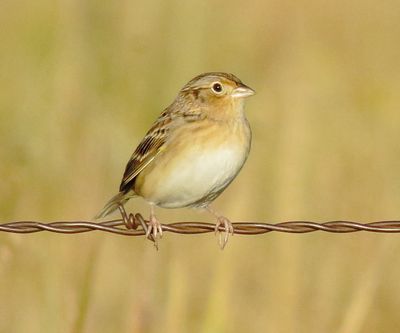 Grasshopper Sparrow