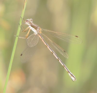 Southern Spreadwing