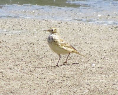 American Pipit