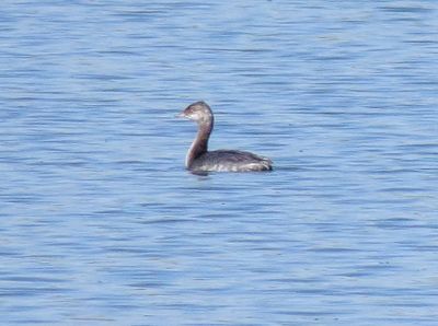 Horned Grebe