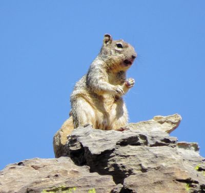 Rock Squirrel