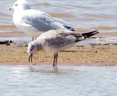 Laughing Gull