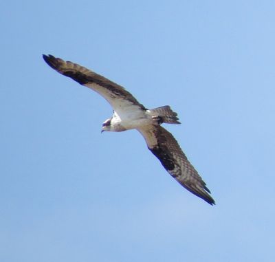 Osprey