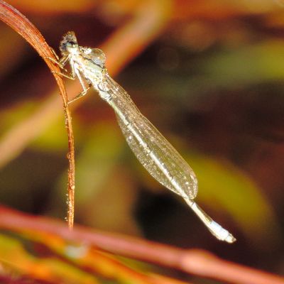 Familiar Bluet