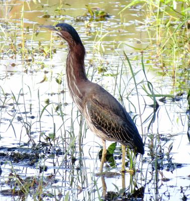Green Heron