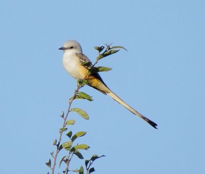Scissor-Tailed Flycatcher
