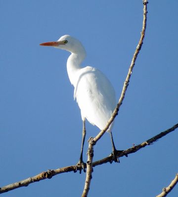 Western Cattle Egret