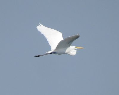 Great Egret