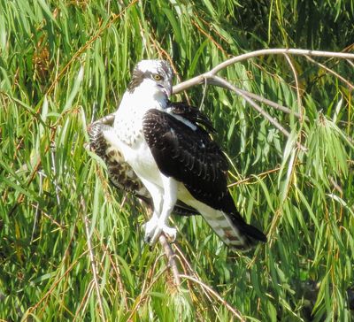 Osprey