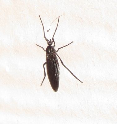 Penthetria heteroptera